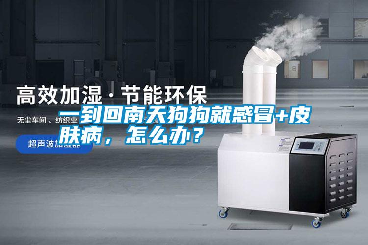 一到回南天狗狗就感冒+皮膚病，怎么辦？