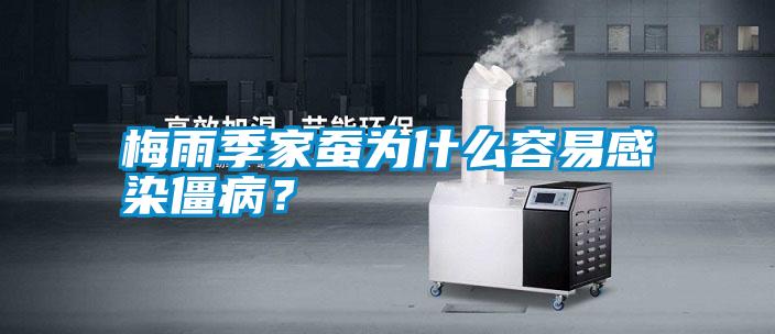 梅雨季家蠶為什么容易感染僵?。?/></p>
                              <p style=