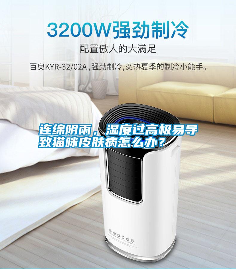 連綿陰雨，濕度過高極易導(dǎo)致貓咪皮膚病怎么辦？