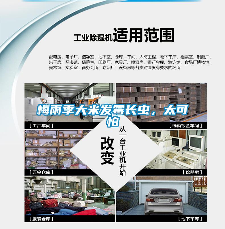 梅雨季大米發(fā)霉長(zhǎng)蟲，太可怕