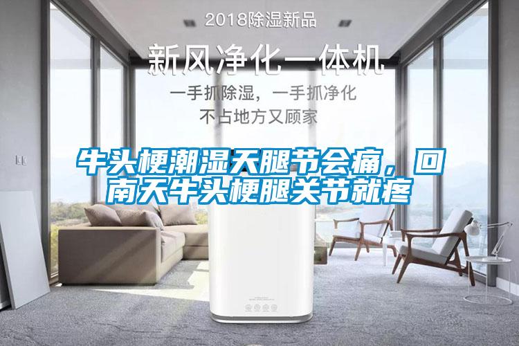 牛頭梗潮濕天腿節(jié)會痛，回南天牛頭梗腿關節(jié)就疼