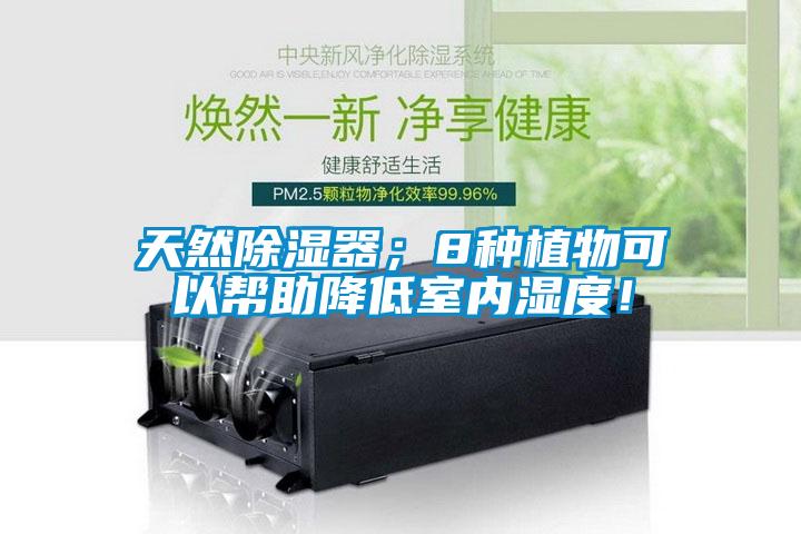 天然除濕器；8種植物可以幫助降低室內(nèi)濕度！