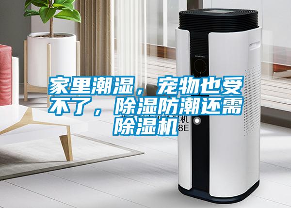 家里潮濕，寵物也受不了，除濕防潮還需除濕機